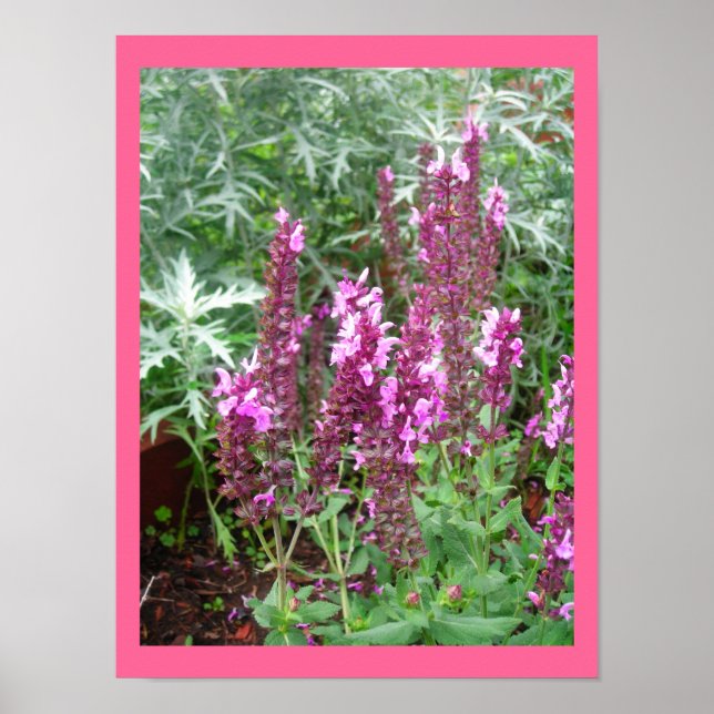PÓSTER ROSA SALVIA Y POSTER ARTEMESIA (Frente)