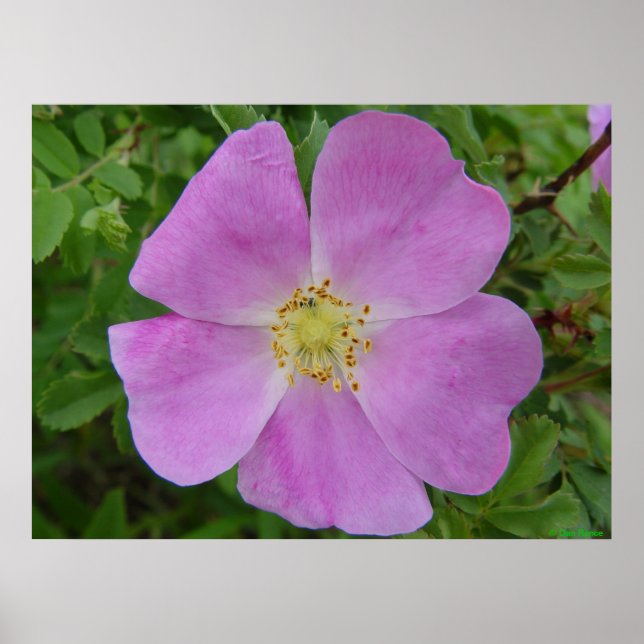 Póster Rosa silvestre de la pradera "Rosa arkansana" (Frente)