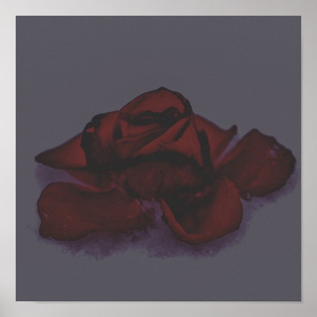Póster Rosa sombría (Frente)