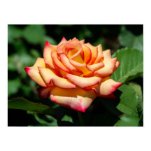 Rosa Sueño Hecho Realidad