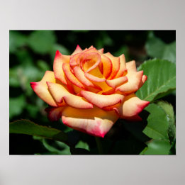 Póster Rosa Sueño Hecho Realidad