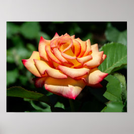 Póster Rosa Sueño Hecho Realidad