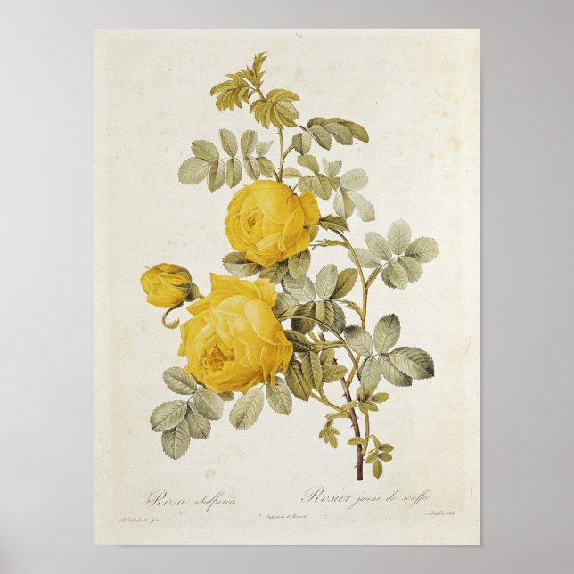 Póster Rosa Sulfurea de 'Les Rosas (Frente)
