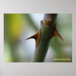 Póster Rosa Thorns