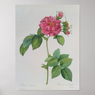 Póster Rosa Turbinata, de ,Les Rosas, Vol. 1, 1817