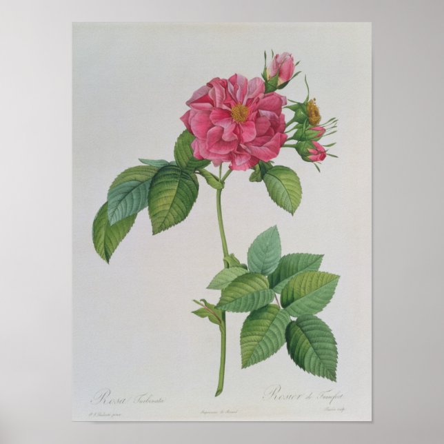 Póster Rosa Turbinata, de ,Les Rosas, Vol. 1, 1817 (Frente)