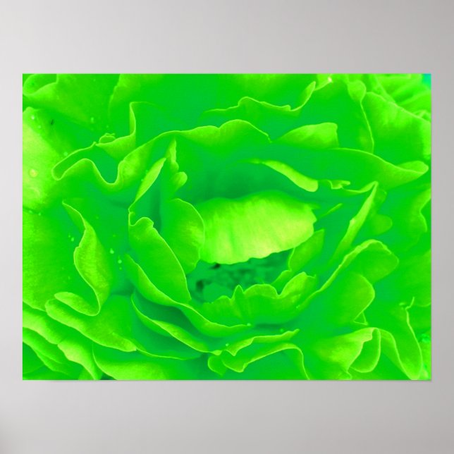 Póster Rosa verde Poster (Frente)