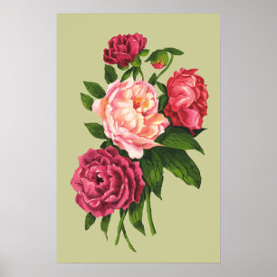 Póster Rosa Vintage Pink Peony Garden Flor