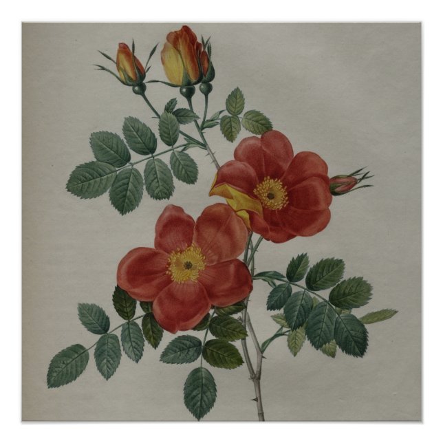 Póster Rosa Vintica (Anverso)