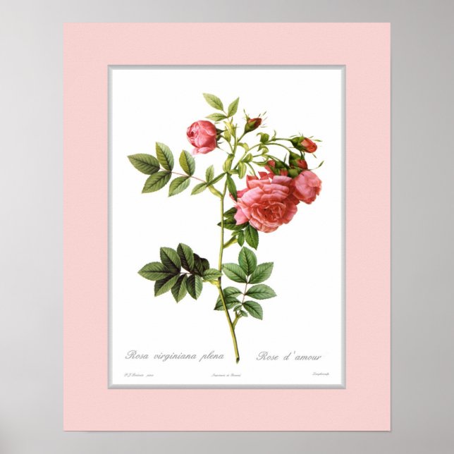 Póster Rosa virginiana, frontera Personalizado (Frente)