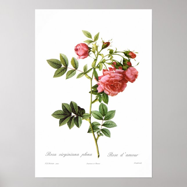 Póster Rosa virginiana plena (Frente)