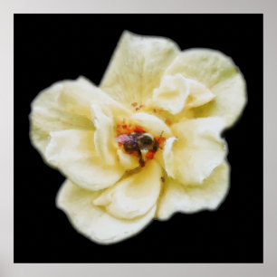 Póster Rosa y abeja