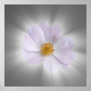 Póster rosa y gris
