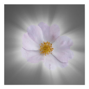Póster rosa y gris