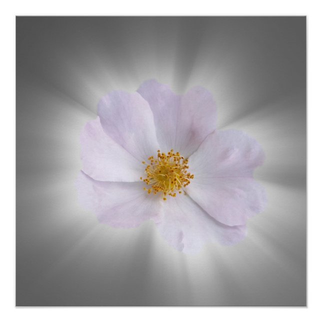 Póster rosa y gris (Anverso)