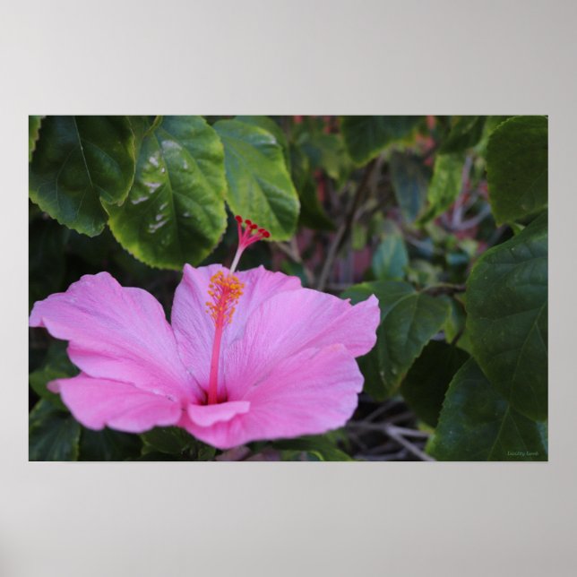 Póster Rosa y Orgulloso (Frente)