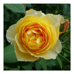 Póster rosa y rosebudo