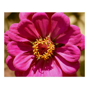 Póster Rosa Zinnia Elegans