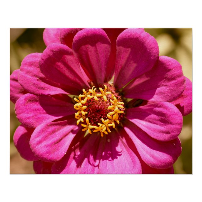 Póster Rosa Zinnia Elegans (Anverso)