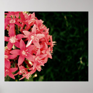 Póster rosado
