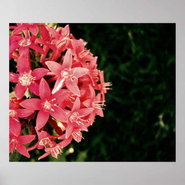 Póster rosado (Frente)