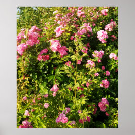 Póster Rosaleda en flor