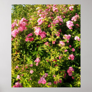 Póster Rosaleda en flor