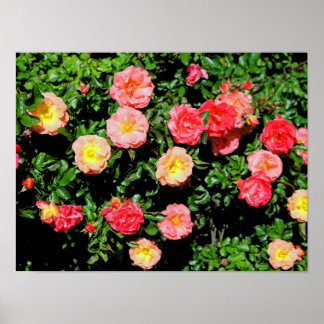 Póster Rosas