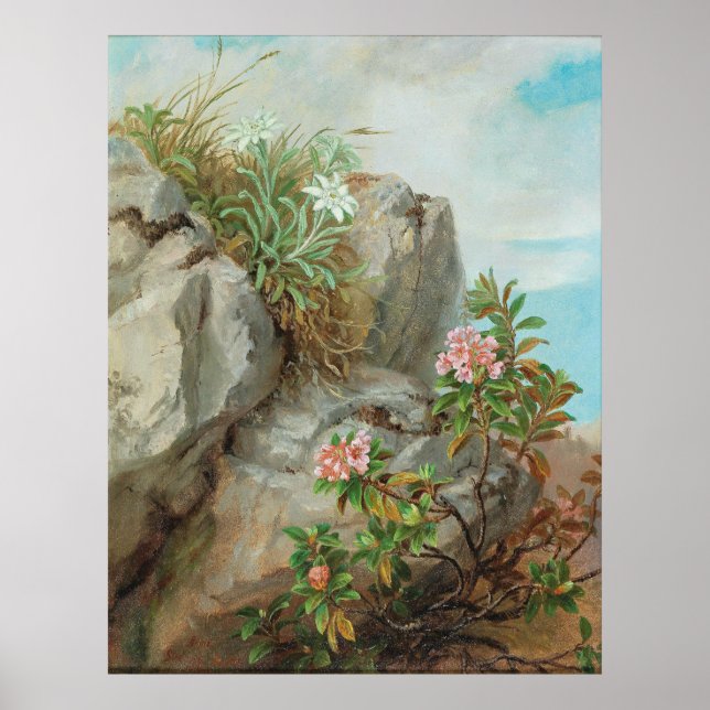 Póster Rosas alpinos Anna Stainer-Knittel Vintage (Frente)