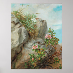 Póster Rosas alpinos de época Anna Stainer-Knittel
