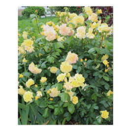 Póster Rosas Amarillas