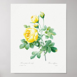 Póster Rosas Amarillas Florales Vintage