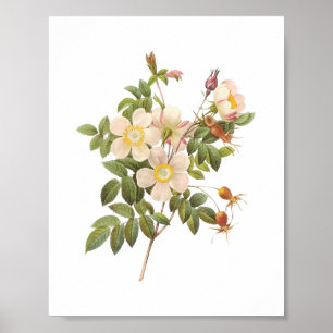 Póster Rosas blancas botánicas