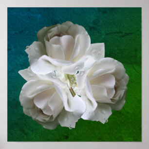 Póster Rosas Blancas Con Gotas De Lluvia Poster Bouquet