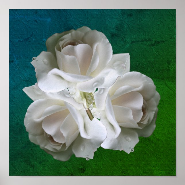 Póster Rosas Blancas Con Gotas De Lluvia Poster Bouquet (Frente)