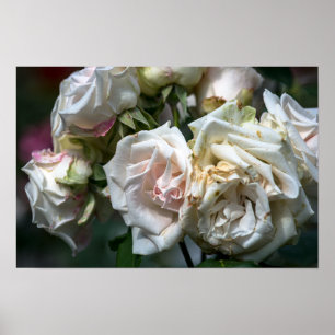 Póster Rosas Blancas en Flor Fotografía