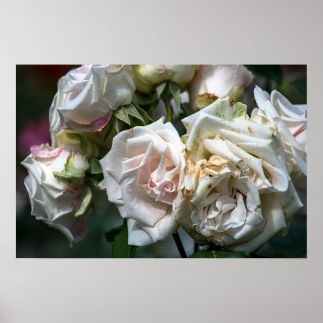 Póster Rosas Blancas en Flor Fotografía (Frente)
