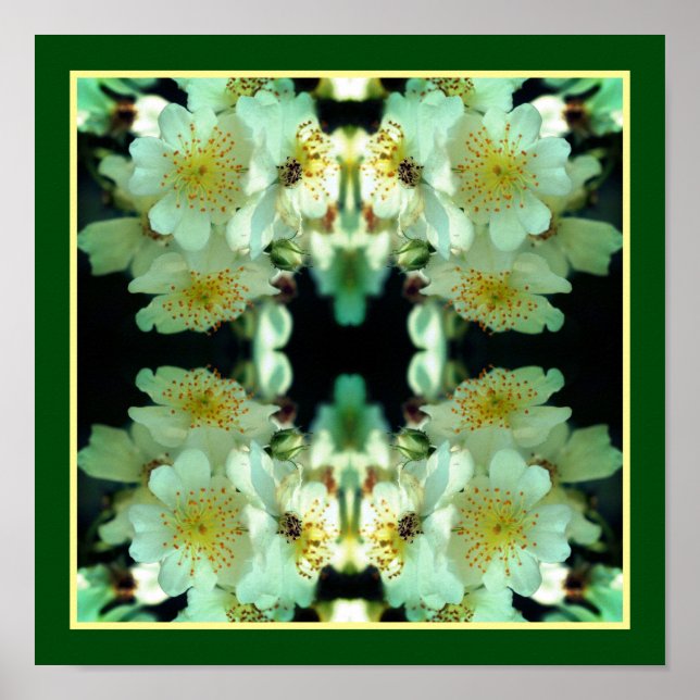 Póster Rosas Blancas Silvestres Artísticas Abstractas  (Frente)