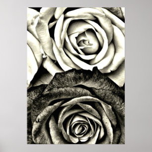 Póster Rosas clásicas en blanco y negro
