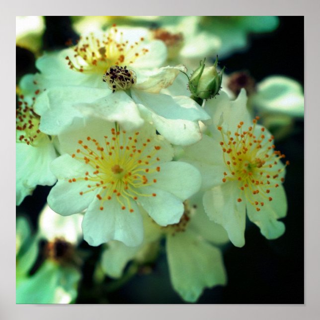 Póster Rosas de Apuestas Blancas Silvestres se acercan (Frente)