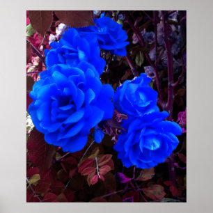Póster Rosas de azul eléctrico