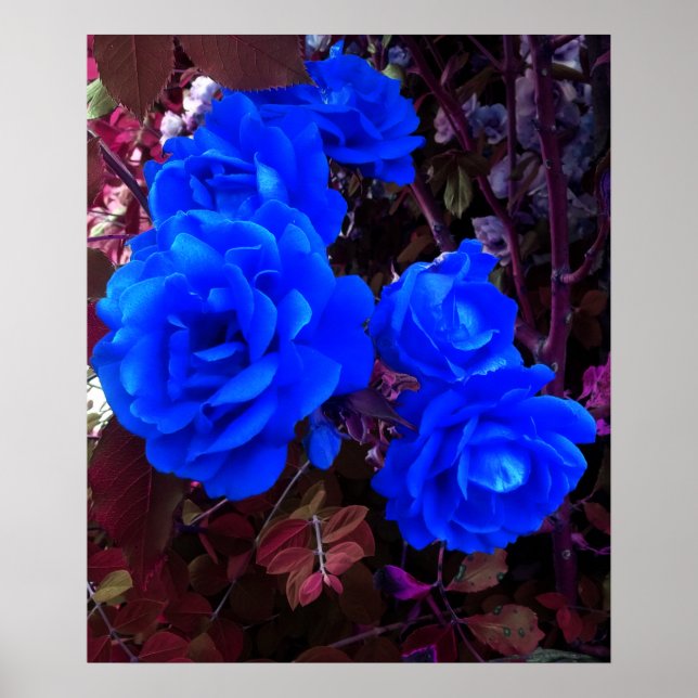 Póster Rosas de azul eléctrico (Frente)