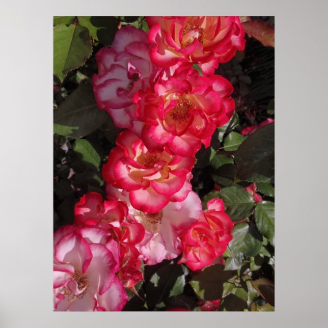 Póster Rosas de Betty Boop (Frente)