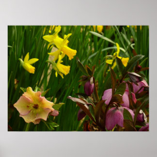 Póster Rosas de Daffodils y Cuaresma con flores de colore