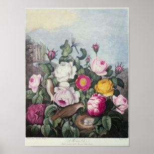 Póster Rosas de 'El templo de la flora'