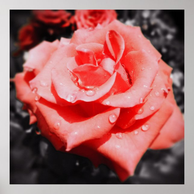 Póster Rosas de época (Frente)