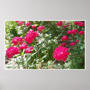 Póster Rosas de Fushia impresos en todas partes