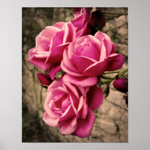 Póster Rosas de la Pirueta Rosa