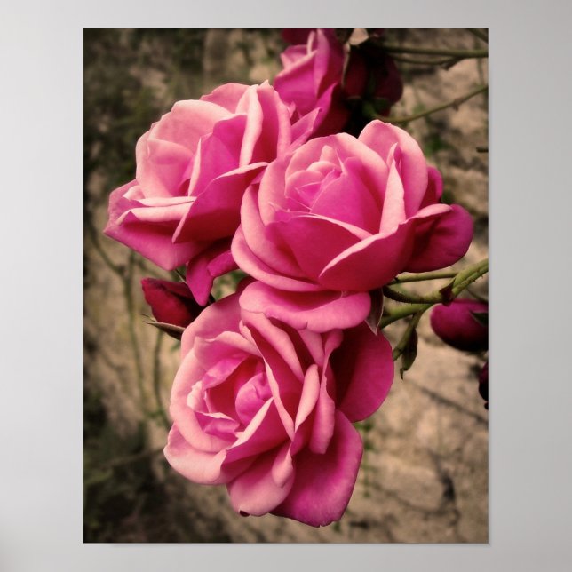 Póster Rosas de la Pirueta Rosa (Frente)