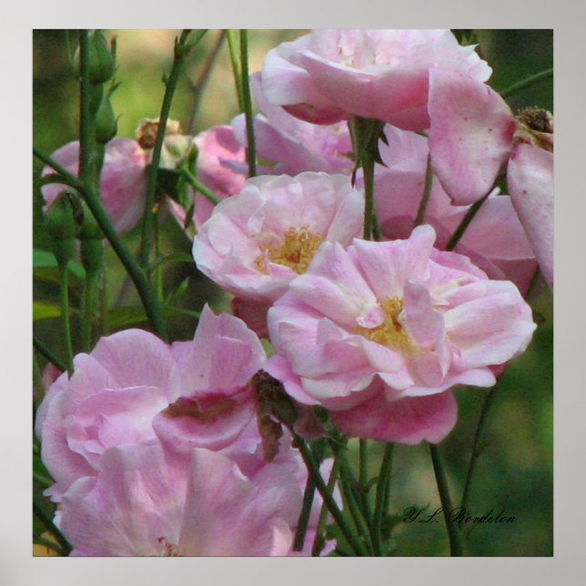 Póster Rosas de Noisette Rosa (Frente)